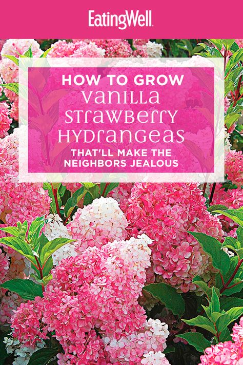 Strawberry Sundae Hydrangea, Hydrangea Plant Care, Vanilla Strawberry Hydrangea, Strawberry Hydrangea, Hydrangea Tree, Hydrangea Landscaping, Hydrangea Shrub, Hydrangea Varieties, Limelight Hydrangea