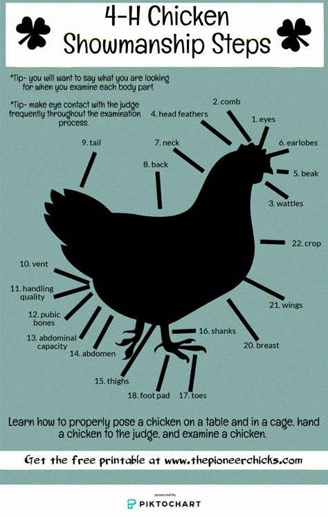 Showing Chickens For 4h, 4h Poultry Project Ideas, 4h Chicken Project, Chicken Showmanship, Cloverbud 4h Projects, Poultry Showmanship, 4 H Project Ideas, Chicken Showing, Show Chickens