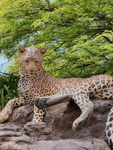 San Diego Zoo Leopard Zoo Park, San Diego Zoo, Tropical Island, Tropical Islands, San Diego, California, Animals, Quick Saves