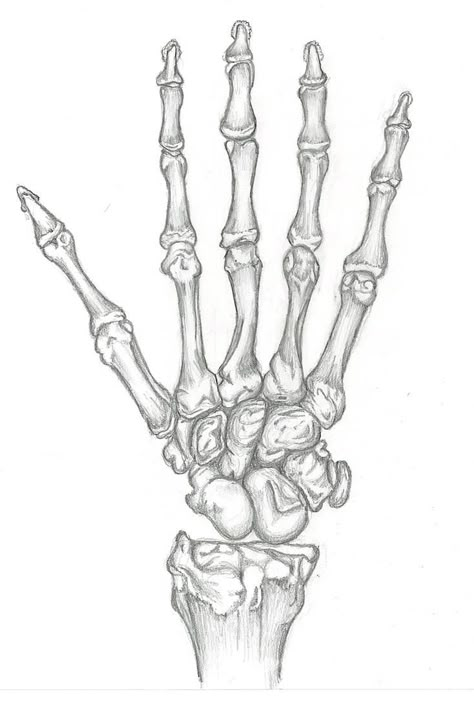 Study of Skeleton Hand by SkeletonOfARose on DeviantArt | Skeleton art drawing, Skeleton drawings, Skeleton hands drawing Skeleton Hand Drawing Tutorial, Skeleton Hand Drawing, Skeleton Hands Drawing, Skeleton Drawings, Gcse Art Sketchbook, Skeleton Hand Tattoo, Human Anatomy Art, Skeleton Art, Skeleton Hand