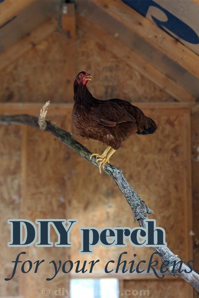 DIY Chicken Roost Idea Using Tree Branches! - Learn how to make an easy chicken perch using branches! Chicken Perch Ideas Branches, How To Make A Chicken Roost, Chicken Ladder Roost, Chicken Perches Roost, Chicken Tree Perch, Chicken Roosting Ideas, Chicken Coop Perch Ideas, Diy Chicken Roost Ideas, Diy Roosting Bars For Chickens