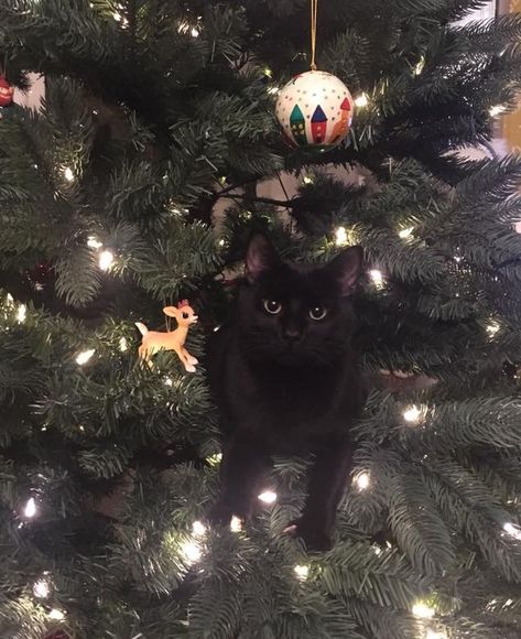 Christmas Black Cat, Black Kitties, Black Cat Aesthetic, Cat Crazy, Animals Christmas, Black Kitty, Meowy Christmas, Christmas Black, Merry Christmas Everyone