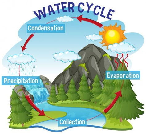 The Water Cycle For Kids, Water Cycle Project Poster, What Is Water Cycle, Water Cycle Chart, Water Cycle Process, Water Cycle For Kids, Water Cycle Poster, Water Cycle Project, Water Cycle Diagram