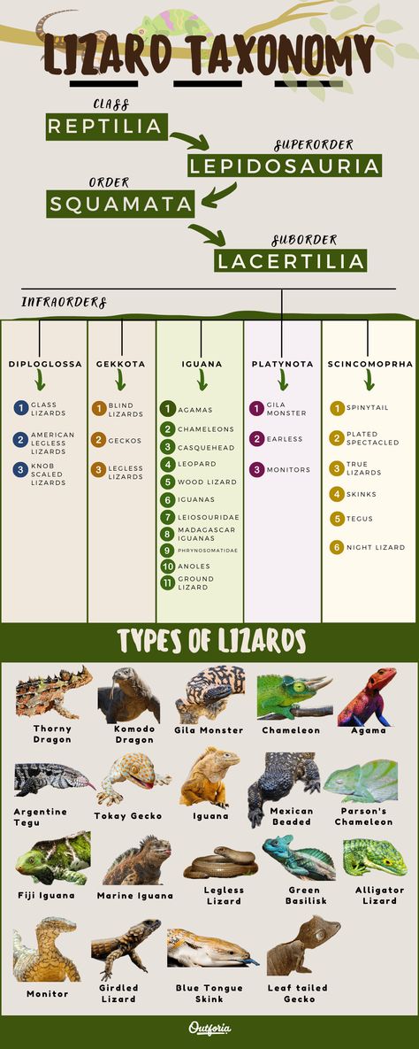 The 25 Most Amazing Types of Lizards (Names, Photos and More) - Outforia Types Of Lizards, Parsons Chameleon, Lizard Names, Basilisk Lizard, Lizard Types, High Intelligence, Karma Chameleon, Marine Iguana, Gila Monster