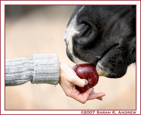 by Sarah K. Andrew Photos Originales, All About Horses, All The Pretty Horses, Horse Crazy, Luna Lovegood, Equestrian Life, Equine Photography, Horse Life, Horse Photos