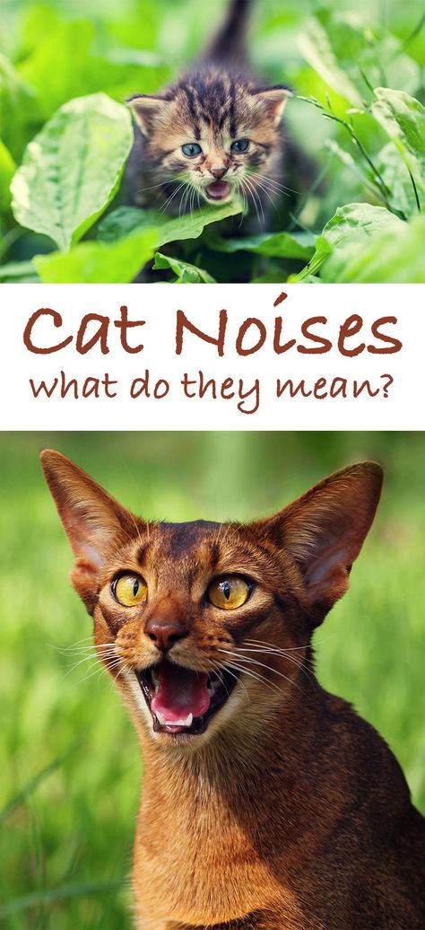 Cat Posture Meaning, Cat Sounds, Cat Behaviour, Cat Noises, Mean Cat, Cat Nutrition, Cat Purr, Treats Recipes, Dog Whistle