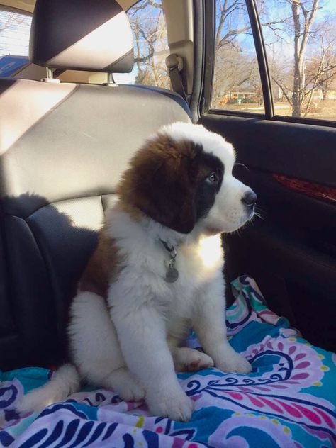 St Bernard Puppy, Psy I Szczenięta, St Bernard Dogs, Bernard Dog, Cute Animals Puppies, San Bernardo, Kittens And Puppies, St Bernard