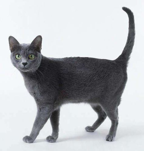 Kellas Cat=Cute Hybrid Cats | List of Domestic and Wild Cat Crossbreeds Korat Cat, Hybrid Cat, Korat, Russian Blue Cat, Cat Pose, Russian Blue, Anime Cat, Cat Decor, Cat Aesthetic