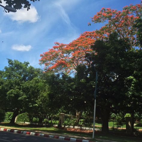 University of Yangon campus. #Chancellor_road Yangon University, University Architecture, Diy Fashion Hacks, Yangon, Fashion Hacks, Diy Fashion, University, Road, Architecture