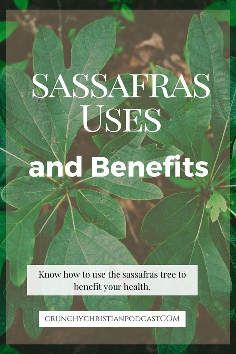 Tea Medicine, Sassafras Tea, Sassafras Tree, Medicine Recipes, Medicinal Wild Plants, Wild Food Foraging, Medicinal Herbs Garden, Edible Wild Plants, Herbal Apothecary