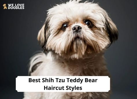 Teddy Bear Dog Hair Cuts, Malshi Haircuts Teddy Bears, Shitzu Haircuts Teddy Bears, Shitzu Haircuts Boy Teddy Bears, Haircut Styles 2023, Shihtzu Haircut Teddy Bears, Teddy Bear Cut Shih Tzu, Shih Tzu Teddy Bear Haircut, Shitzu Haircuts