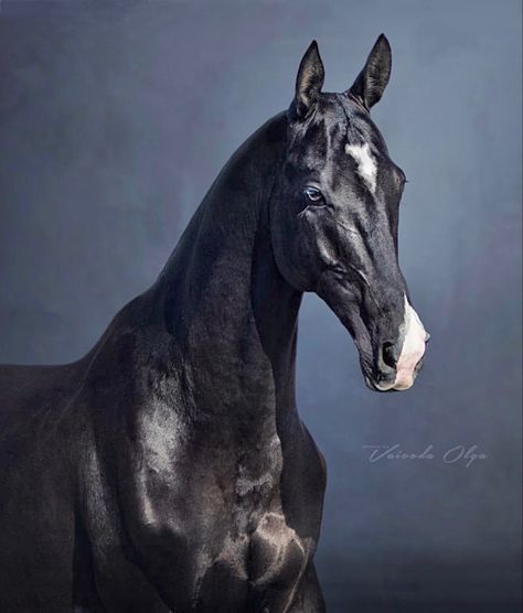 Horse Face Markings, Face Markings, Akhal Teke Horses, Rare Horses, Cute Ferrets, Horse Colors, Akhal Teke, Horse Wallpaper, Black Horses