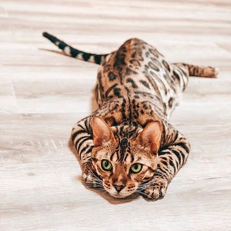 15 Brilliant Facts You Didn’t Know About Bengal Cats | PetPress White Bengal Cat, Bengal Cat Facts, Bengal Cat Kitten, Most Popular Cat Breeds, Popular Cat Breeds, Tattoo Nature, Animals Tattoo, Bengal Kitten, Bengal Cats