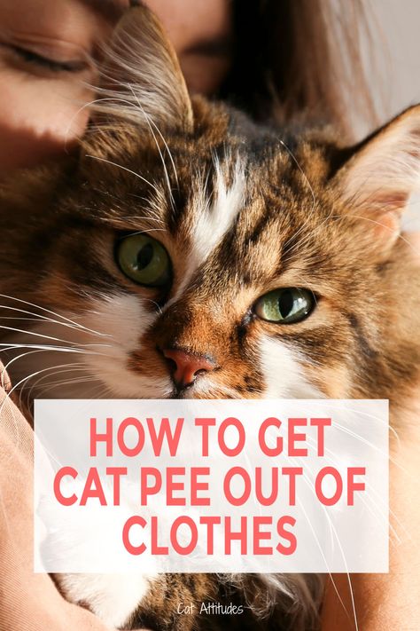 Nothing smells worsse than cat pee especially when it is in your clothes. Check out these tips for getting cat pee out of your clothes. Getting Cat Pee Smell Out Of Clothes, How To Get Cat Pee Smell Out Of Clothes, Remove Cat Urine Smell From Clothes, How To Get Cat Urine Out Of Clothes, Cat Urine Out Of Clothes, How To Remove Cat Urine From Clothes, How To Get Cat Pee Out Of Clothes, Cat Pee Smell Removal Clothes, Pee Smell Out Of Clothes