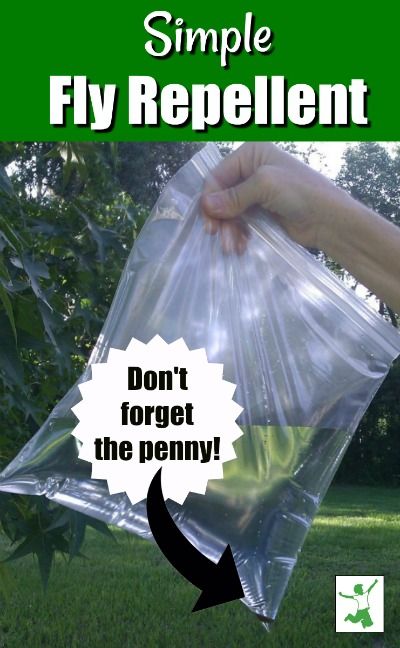 Flies Repellent Outdoor, Diy Flies Repellent, Fly Repellant Diy, Fly Deterrent, Homemade Fly Traps, Natural Fly Repellant, Awesome Backyards, Repellent Diy, Diy Fly Trap