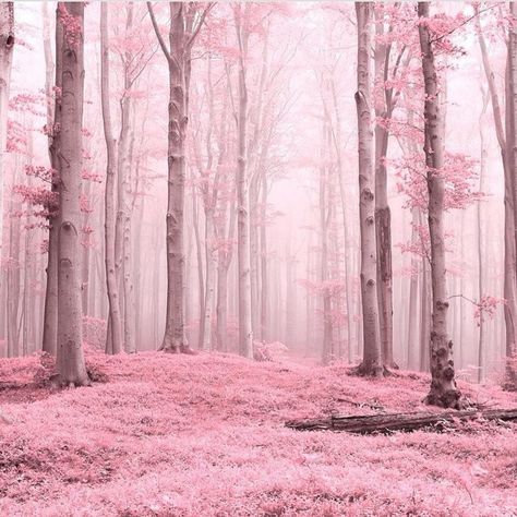 Photo by @twin.lens by captureminnesota Pink Forest Aesthetic, Forest Aesthetic Wallpaper, Wallpaper Estetika, Forest Aesthetic, Pink Forest, Pink Nature, Pink Images, Forest Background, Pastel Pink Aesthetic