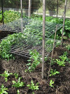 tomatoes growing thru horizontal trellis - no need for tying up........................................Love this Idea. going to implement it . Trellising Tomatoes, Horizontal Trellis, Plant Lettuce, Peas Growing, Tomatoes Growing, Vege Garden, Tomato Trellis, Diy Trellis, Plants Growing