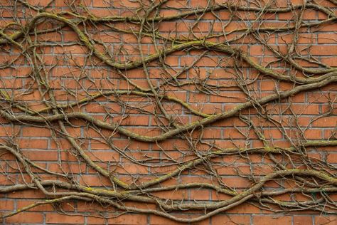 Vines Climbing Wall, Vine Screen Wall, How To Grow Vines On House, Creeping Vine Tattoo, Climbing Vines On House, Vines On House Exterior, Vines On Building, Vines On Wall, Invasive Vines