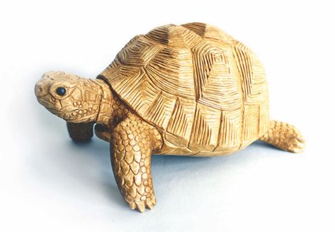 Carving a Tortoise - Woodworkers Institute Tortoise Wood Carving, Turtle Footstool, Fossil Art, Small Tortoise, Wood Turtle, Dremel Crafts, Whittling Projects, Simple Wood Carving, Dremel Wood Carving