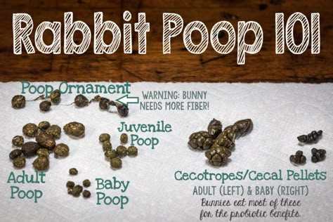 All about rabbit poop.  What's normal?  Why is my rabbit's poop mashed together like tiny grapes? How large should my bunny's poop be? Bunny Care Tips, Rabbit Facts, Rabbit Information, Mini Lop Bunnies, Lop Bunnies, Rabbit Enclosure, Pet Rabbit Care, Rabbit Farm, All About Rabbits