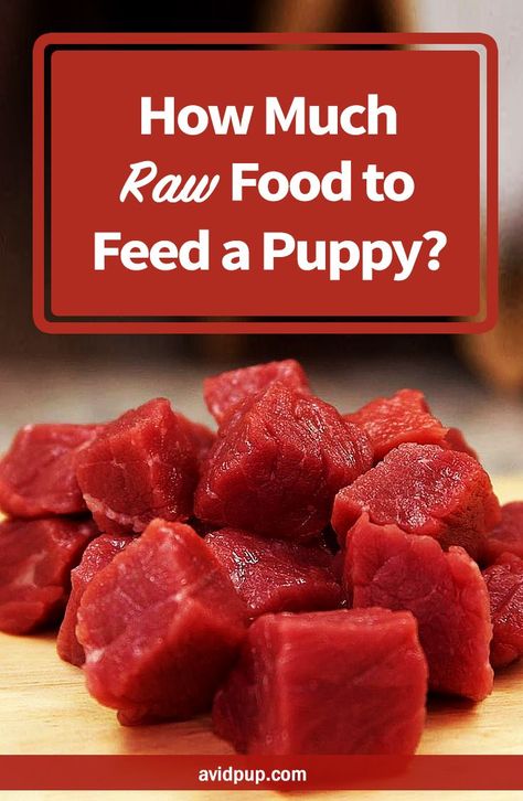 Ketovore Diet, Puppy Eating, Dog Raw Diet, Raw Feeding For Dogs, Raw Food Diet Plan, Puppy Schedule, Raw Dog Food Diet, Eating Schedule, Raw Recipes