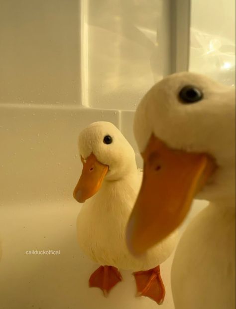 Cute Duck Pfp, Ducks Aesthetic, Duck Aesthetic, Duck Pics, Duck Pfp, Duck Portrait, Duck Memes, Pet Duck, Produk Skincare