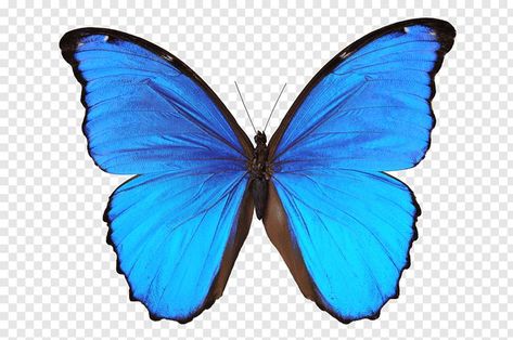 Blue Butterfly Drawing, Blue Butterfly Illustration, Blue Butterfly Png, Morpho Azul, Butterfly Watercolor Painting, Png Butterfly, Butterfly Black And White, Painting Butterfly, Zestaw Ikon