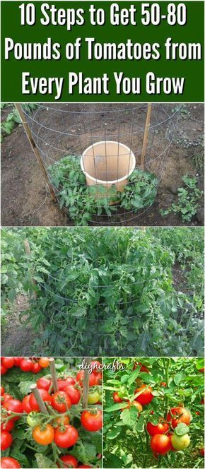 10 Steps to Get 50-80 Pounds of Tomatoes from Every Plant You Grow. Revealed: The Secret to Growing Juicy, Tasty, High-Yield Tomatoes #”howtogardenvegetables” Tanaman Tomat, Tomatoes Growing, Garden Veggies, Veg Garden, Have Inspiration, Tomato Garden, Food Garden, Veggie Garden, Edible Garden