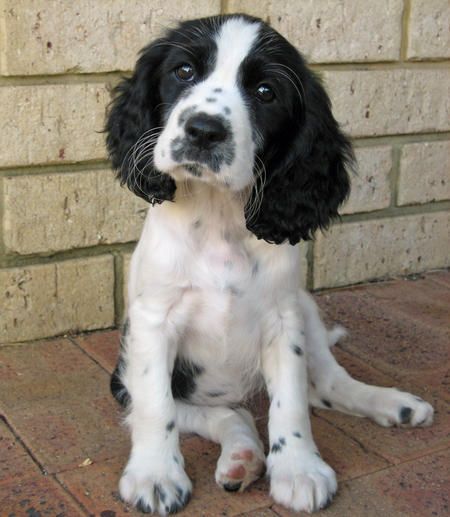 English springer and cavalier spaniel mix....this literally made me cry, because this dog looks just like the one I had when I was little!!!! Nature Reference, Springer Spaniel Puppies, Puppy Time, Spaniel Breeds, Cavalier Spaniel, Springer Spaniels, English Cocker, English Cocker Spaniel, Cocker Spaniels