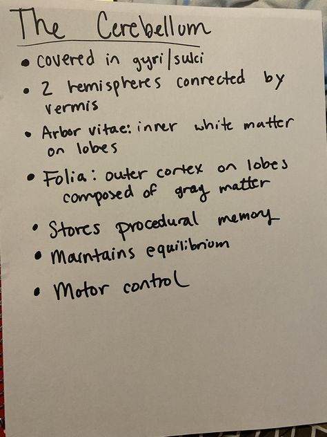 Cerebellum Functions, Cerebellum Anatomy, Brain Models, White Matter, Brain Stem, Medical Anatomy, Gray Matters, Occupational Therapy, School Hacks