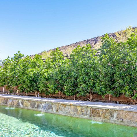 Japanese Blueberry | Hedge Trees | Moon Valley Nurseries Japanese Blueberry Tree Landscape, Blueberry Hedge, Japanese Blueberry Tree, Blueberry Tree, Hedge Trees, Changing Leaves, Evergreen Trees, Landscape Trees, Nurseries