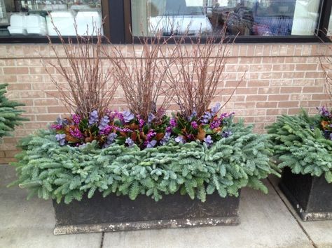 2015 #Winter #Container #Garden: The #Purple #Berry Picks in this pot are on their third year out. We cut them short this year, and paired them with #Lavender #Eucalyptus and #Magnolia. (25) Rectangle Winter Planters, Big Landscape, Shade Plants Container, Fall Container Plants, Winter Pots, Winter Containers, Winter Container Gardening, Porch Pots, Nantucket Style Homes