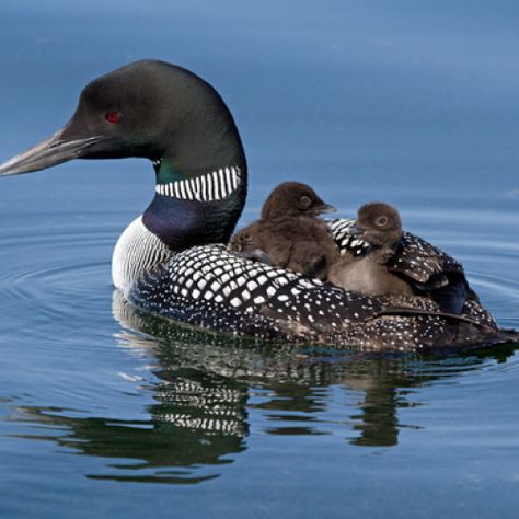 Akhal-teke, Common Loon, Bird Pictures, Pretty Birds, Colorful Birds, Bird Photography, Swans, Wild Birds, 귀여운 동물