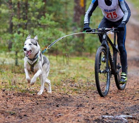 Inspi Photo, Sled Dogs, Alaskan Husky, Biking With Dog, Elderly Dogs, Dog Waiting, Dog Sports, Dog Things, Very Cute Dogs