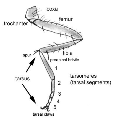 Butterfly Body Parts, Insect Legs, Insect Anatomy, Leg Reference, Butterfly Legs, Leg Anatomy, Butterfly Species, Stag Beetle, Dragonfly Art