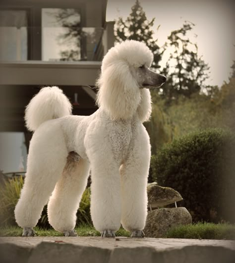 Guard dog | lucky3110 | Flickr Poodle Styles, Standard Poodle Cuts, Standard Poodle Haircuts, Poodle Haircuts, Anjing Poodle, Parti Poodle, Poodle Hair, Poodle Haircut, Poodle Cuts