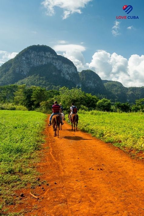 Viñales is situated in western Cuba and is a beautiful area to explore, this UNESCO world heritage site is extremely popular with visitors who wish to discover it's high and steep-sided limestone hills, "Indian" Caves, underground rivers and tobacco plantations. Why not try a unique horse riding experience along the walking trails of the Viñales National Park. #horseriding #lovecubauk Cuba Vinales, Vinales, Holiday Places, Cuba Travel, Holiday Packages, Walking Trails, Holiday Packaging, Unesco World Heritage Site, Unesco World Heritage