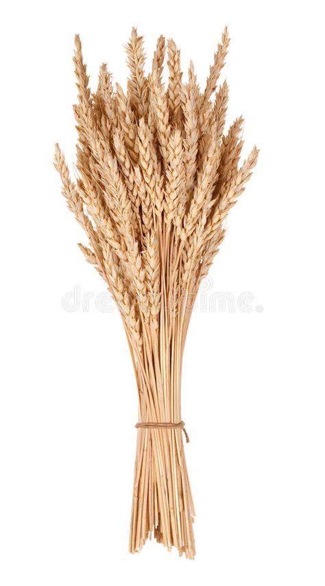 Wheat Bundle, Sheaf Of Wheat, Wheat Sheaf, Fiddler On The Roof, Small Business Packaging Ideas, Food Clips, Autumn Decorating, Rustic Glam, Wheat Fields