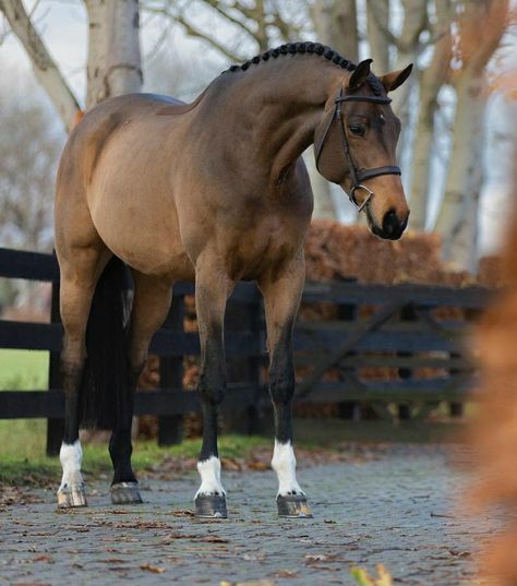 Horse Standing, Irish Sport Horse, Dutch Warmblood, Warmblood Horses, Cute Horse Pictures, Rasy Koni, Beautiful Horse Pictures, Horse Inspiration, Bay Horse