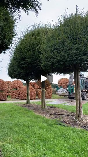 5.3M views · 35K reactions | We proudly lifted one of our grandest Taxus Baccata topiaries last week, boasting a trunk circumference of 72 centimeters! 🌳✂️  #topiary #taxus #englishyew #topiaryshapes #taxusbaccatatopiary #evergreentrees #taxustopiary #taxusbaccata #gardenideas #boomkwekerij #gardenarchitecture #landscaping #treenursery #treesourcing #tuinarchitect #tuinarchitectuur #pépinière #plantsourcing #baumschule #tuinaanleg #landscapingdesign #boomkwekerijjefcools #gardendesign #greenarchitecture  #treenursery, #boomkwekerijjefcools, #boomkwekerij, #gardendesign, #gardenideas, #gardenarchitecture, #landscaping, #tuinarchitect, #tuinarchitectuur, #pépinière, #baumschule, #tuinaanleg, #landscapingdesign, #plantsourcing, #greenarchitecture, #treesourcing, #taxus, #taxusbaccata, #everg Taxus Baccata, Tree Nursery, Garden Architecture, Green Architecture, Evergreen Trees, Landscape Design, Garden Design, Science, The Originals