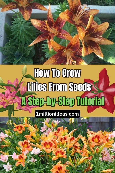 How To Grow Lilies From Seeds: A Step-by-Step Tutorial Growing Lillies, Tree Lily, Growing Lilies, Lily Seeds, Gardens Ideas, Asiatic Lilies, Day Lilies, Stargazer Lily, Flowering Shrubs