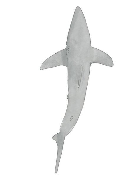 Watercolor sketch of an overview of a great white shark swimming. Great White Shark Drawing, Shark Drawing, Shark Swimming, White Sharks, Great White Shark, Watercolor Sketch, Birds Eye View, Bird Drawings, Birds Eye