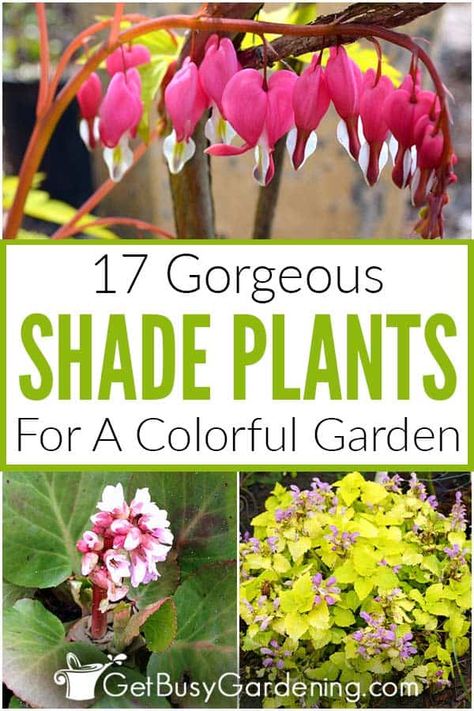 Best Plants For Garden Beds, Shaded Front Garden Ideas, Shade Garden Along Fence, Zone 10 Shade Plants, Part Sun Part Shade Flower Beds, Low Light Landscaping Ideas, Semi Shade Plants Perennials, Shade Hosta Garden, Morning Sun Plants Garden Ideas