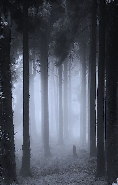 Woods Dark, Foggy Forest, Misty Forest, 수채화 그림, Dark Forest, Enchanted Forest, Fantasy Landscape, In The Woods, Mother Nature