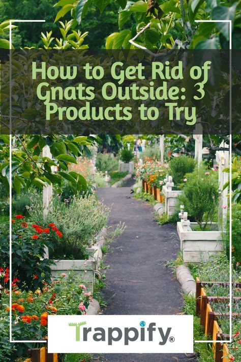 How To Get Rid Of Nats In The Yard, Gnats Outside How To Get Rid Of, How To Get Rid Of Gnats Outside, Gnat Repellant Outdoor, How To Get Rid Of Nats, Get Rid Of Gnats Outside, Gnat Repellant, Getting Rid Of Nats, How To Kill Gnats