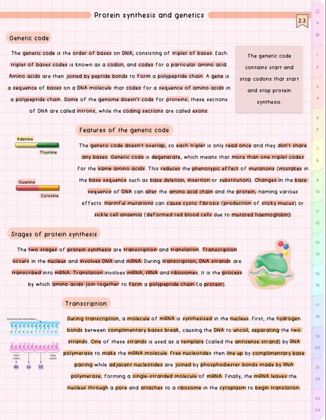 Protein Synthesis Notes, Biochemistry Notes, Bio Notes, Peptide Bond, Dna Molecule, College Notes, Aesthetic School, Science Notes, Biology Notes