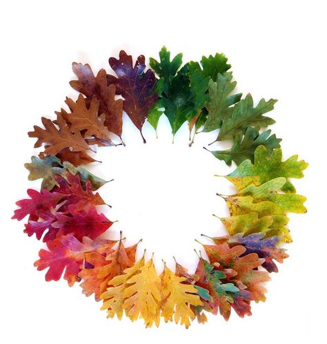 Neatly organized White Oak Leaf, Mary Jo Hoffman, Things Organized Neatly, Everything Is Illuminated, Rainbow Connection, Oak Leaves, Leaf Wreath, Autumn Art, Land Art