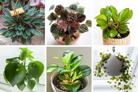 50 Stunning Peperomia Varieties You Will Love - Smart Garden Guide Types Of Peperomia Plants, Peperomia Plant Varieties, Peperomia Varieties, Plant Parenting, Plant Types, Outdoor Herb Garden, Peperomia Plant, Plant Goals, Biophilic Design