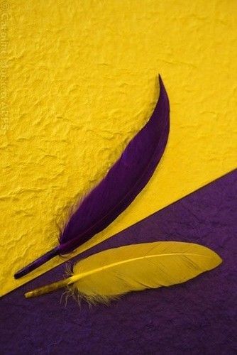 Opposite Color, Contrast Photography, Yellow Violet, Yellow And Purple, Color Harmony, Purple Violet, Complimentary Colors, Yellow Aesthetic, Foto Inspiration