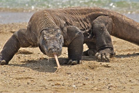 Majestic Komodo Dragon Dragon Facts, Macan Tutul, Large Lizards, Deadly Animals, Monitor Lizard, Komodo Island, Komodo Dragon, Big Animals, Komodo